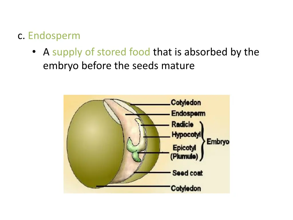 c endosperm a supply of stored food that