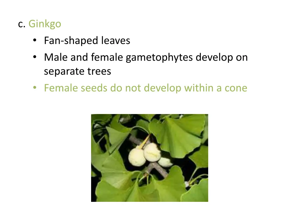 c ginkgo fan shaped leaves male and female