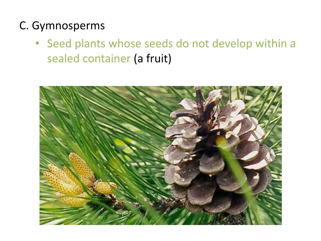 c gymnosperms seed plants whose seeds