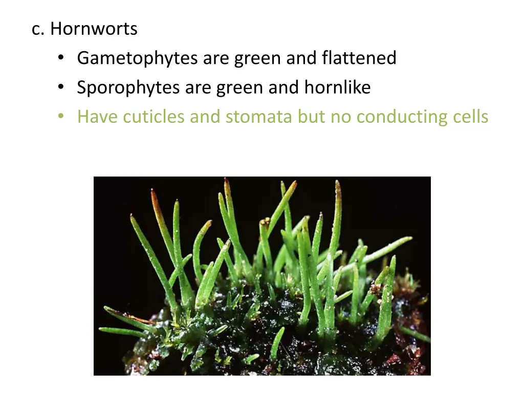 c hornworts gametophytes are green and flattened