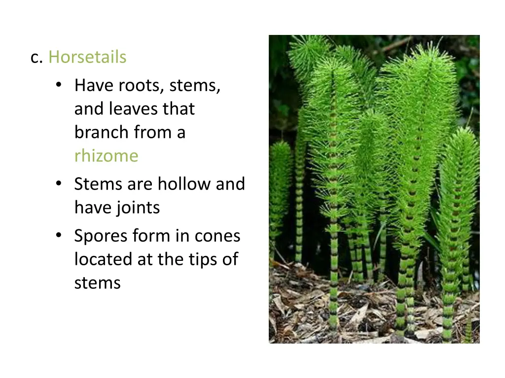 c horsetails have roots stems and leaves that