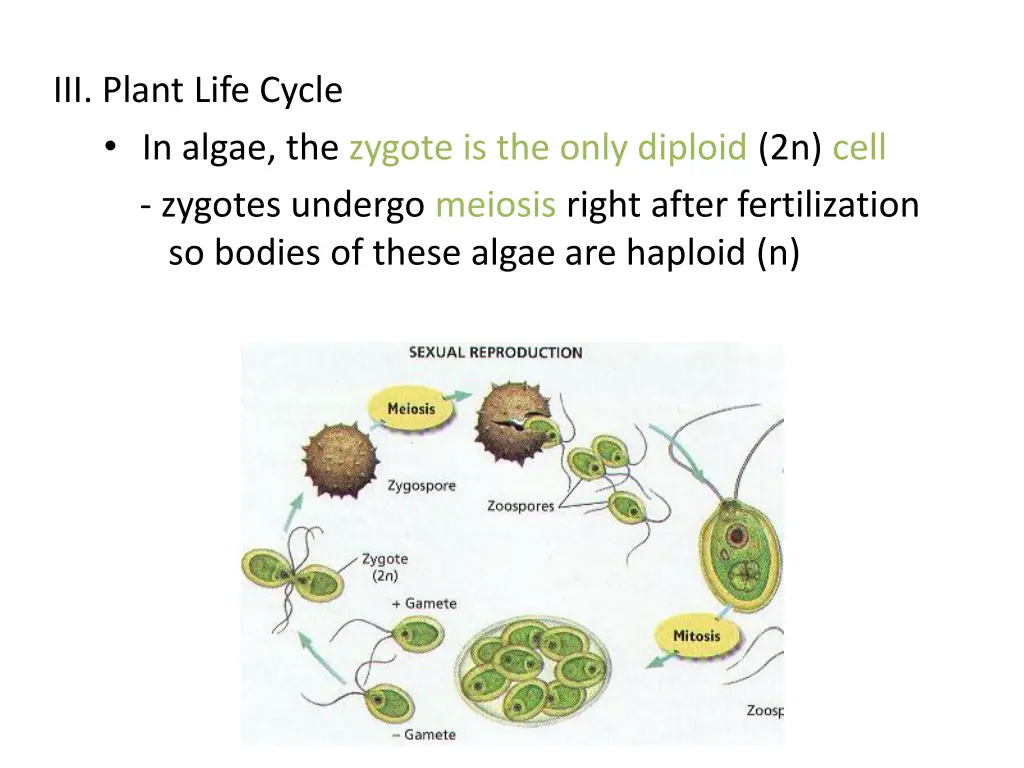 iii plant life cycle in algae the zygote