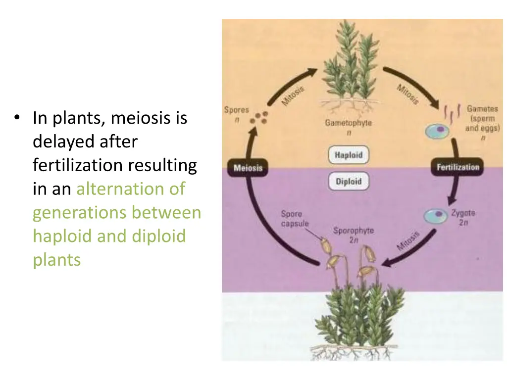 in plants meiosis is delayed after fertilization