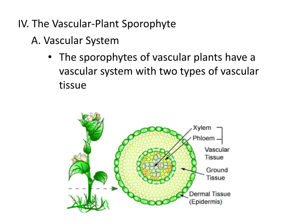 iv the vascular plant sporophyte a vascular