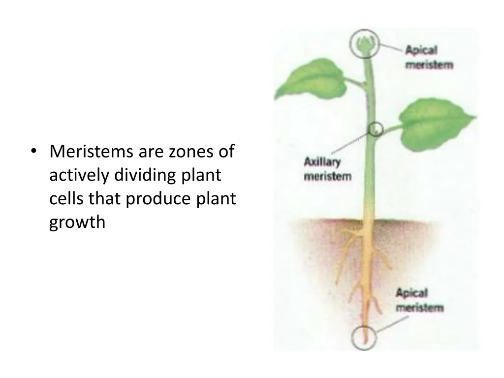 meristems are zones of actively dividing plant