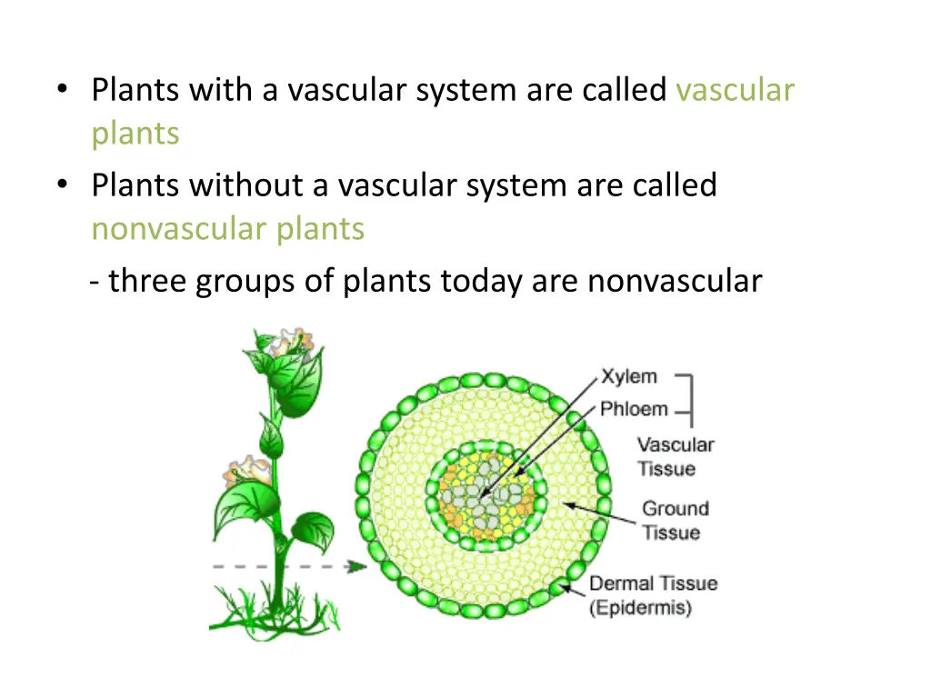 plants with a vascular system are called vascular