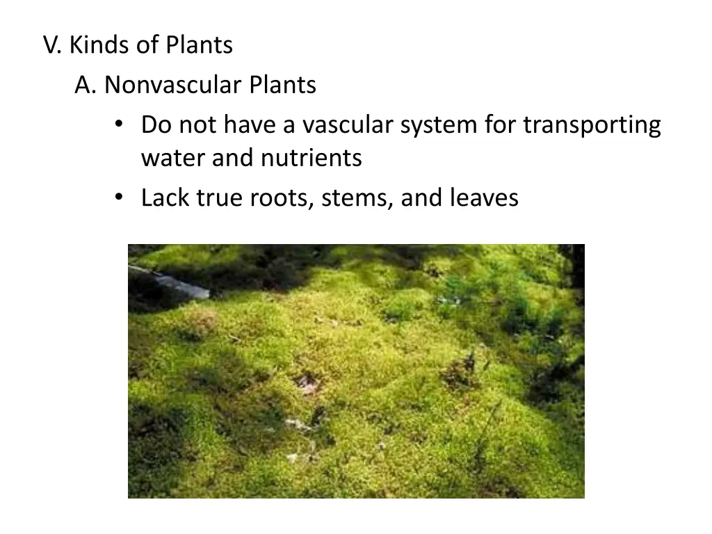 v kinds of plants a nonvascular plants