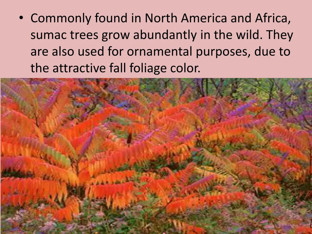 commonly found in north america and africa sumac