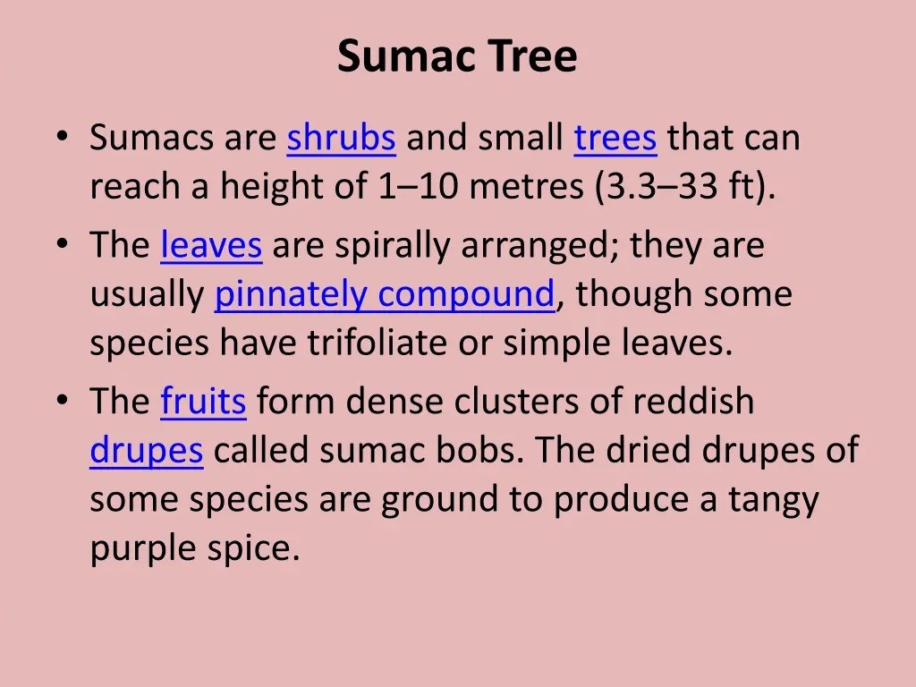 sumac tree