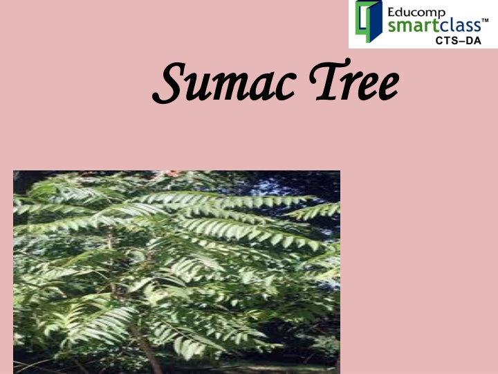 sumac tree sumac tree