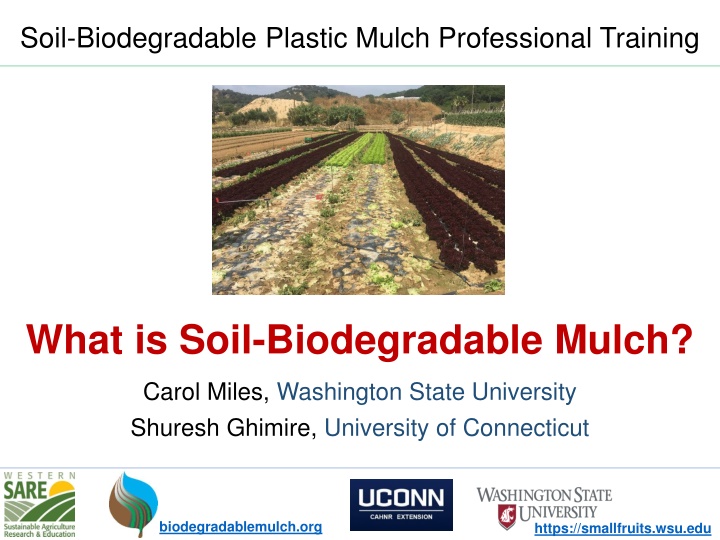 soil biodegradable plastic mulch professional