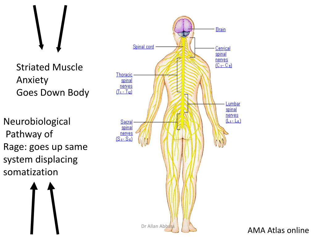 striated muscle anxiety goes down body