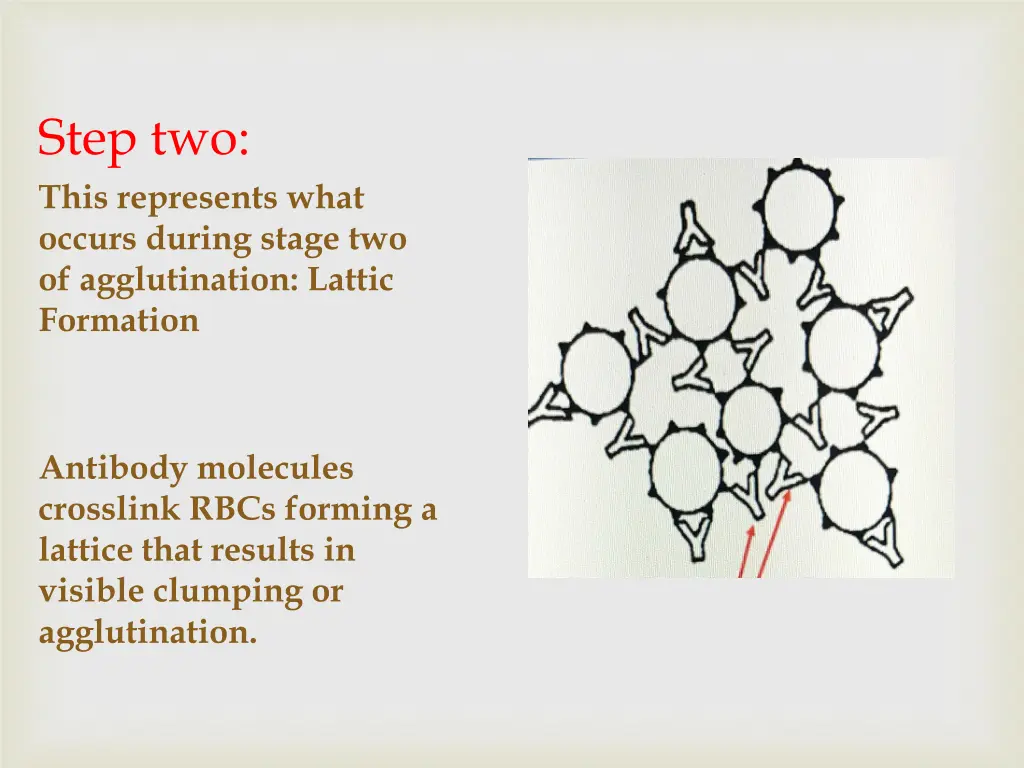 step two this represents what occurs during stage