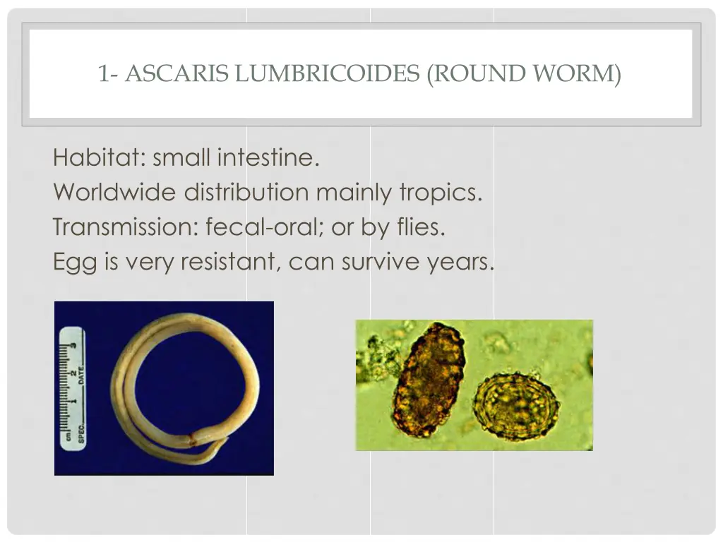 1 ascaris lumbricoides round worm