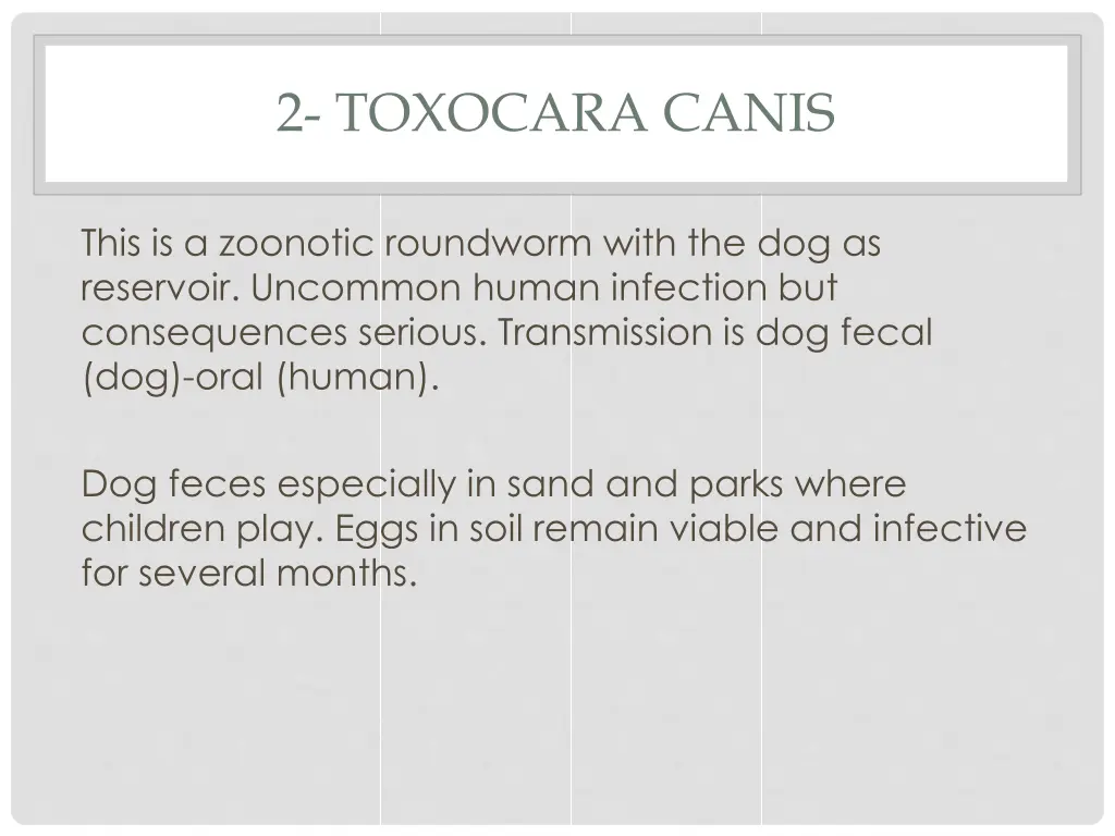 2 toxocara canis