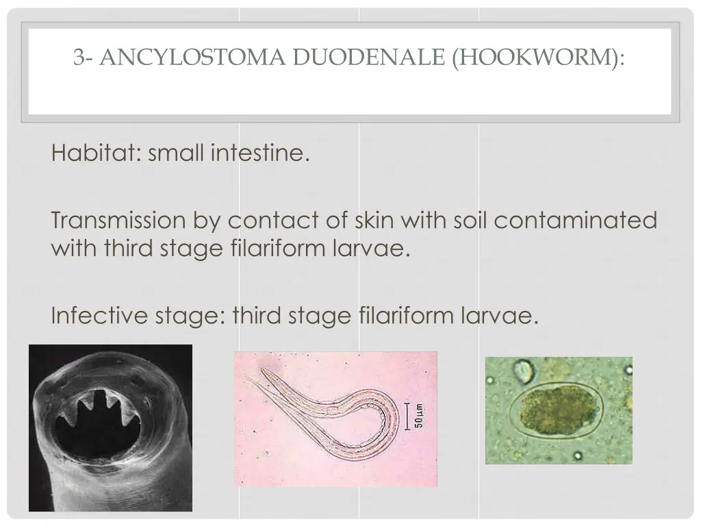 3 ancylostoma duodenale hookworm