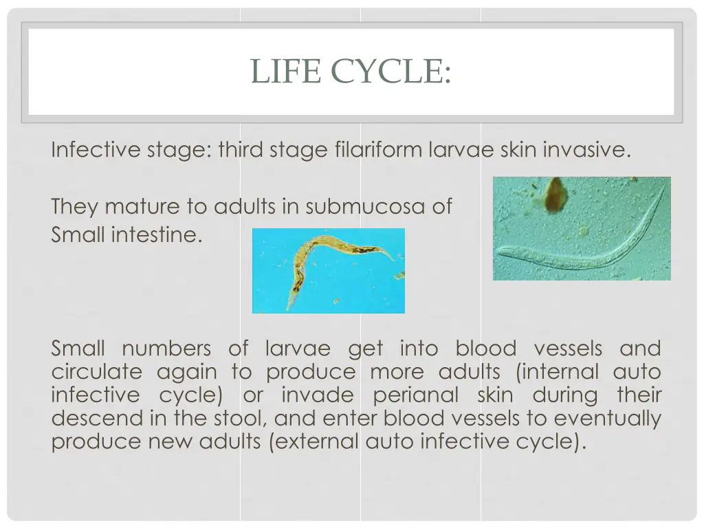 life cycle 1