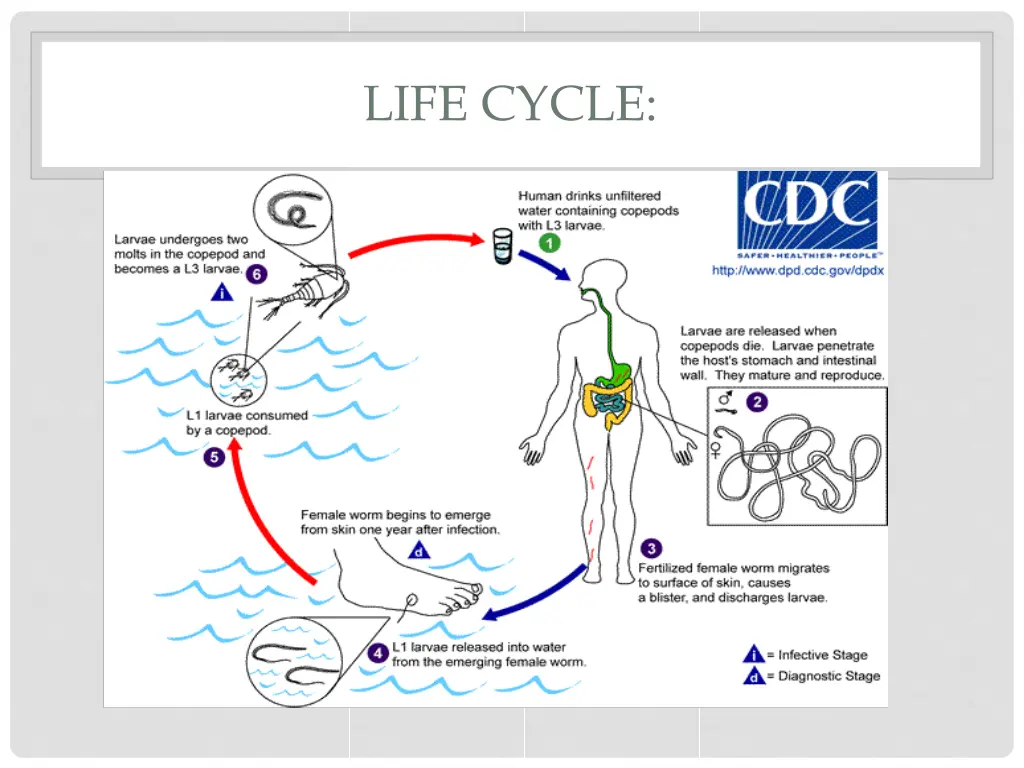 life cycle 5