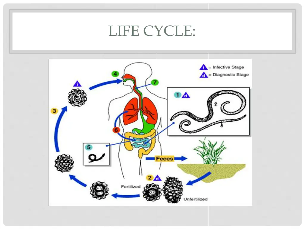 life cycle