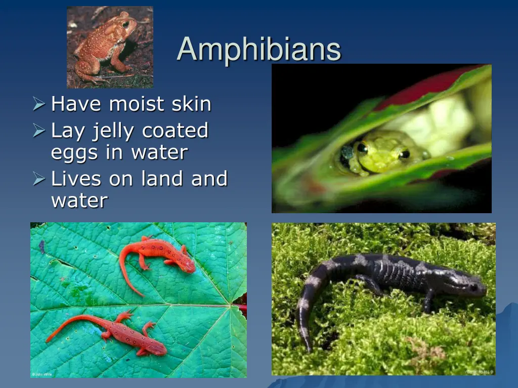 amphibians