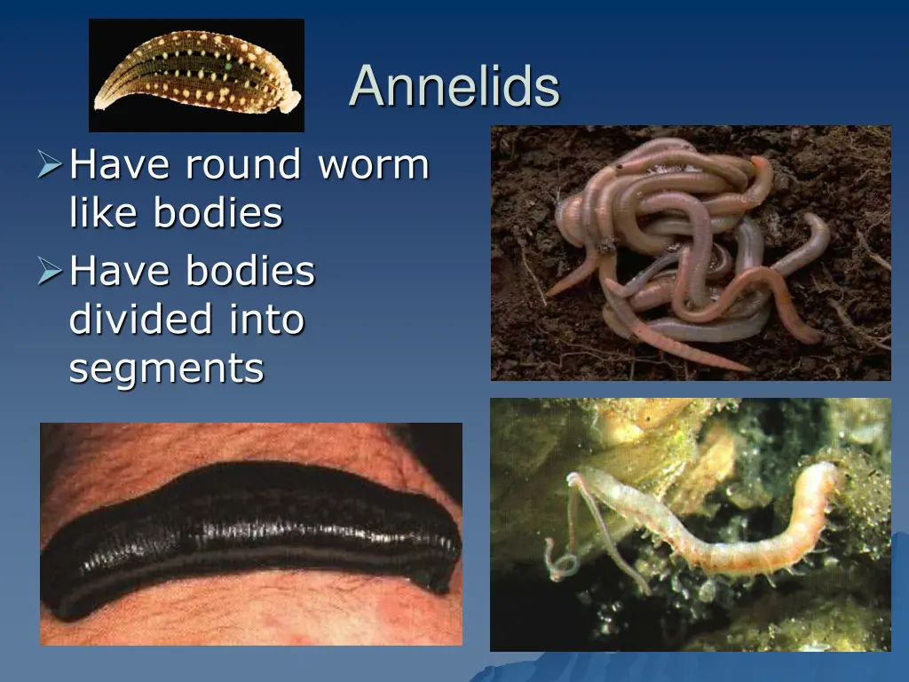 annelids