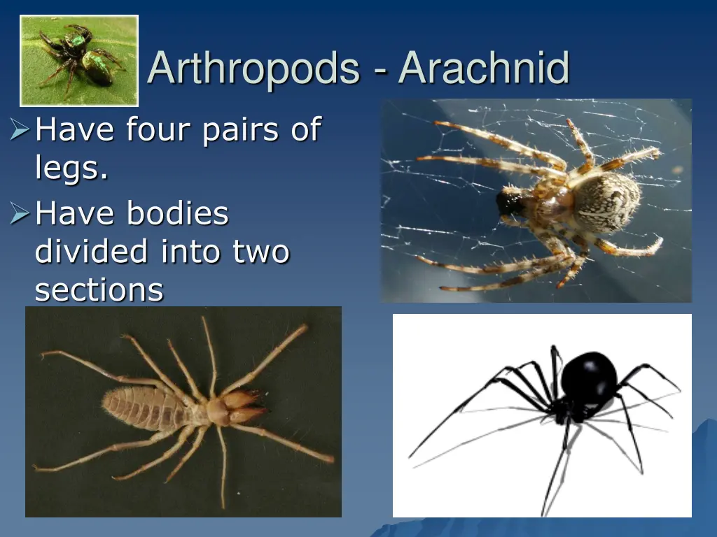 arthropods arachnid have four pairs of legs have