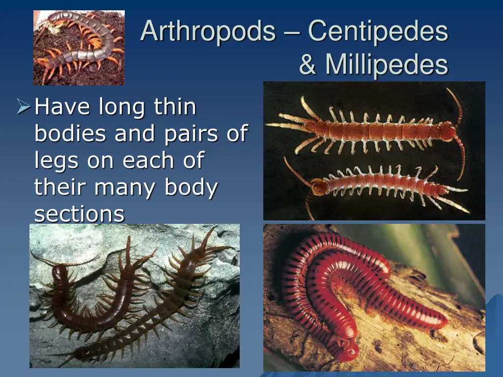 arthropods centipedes