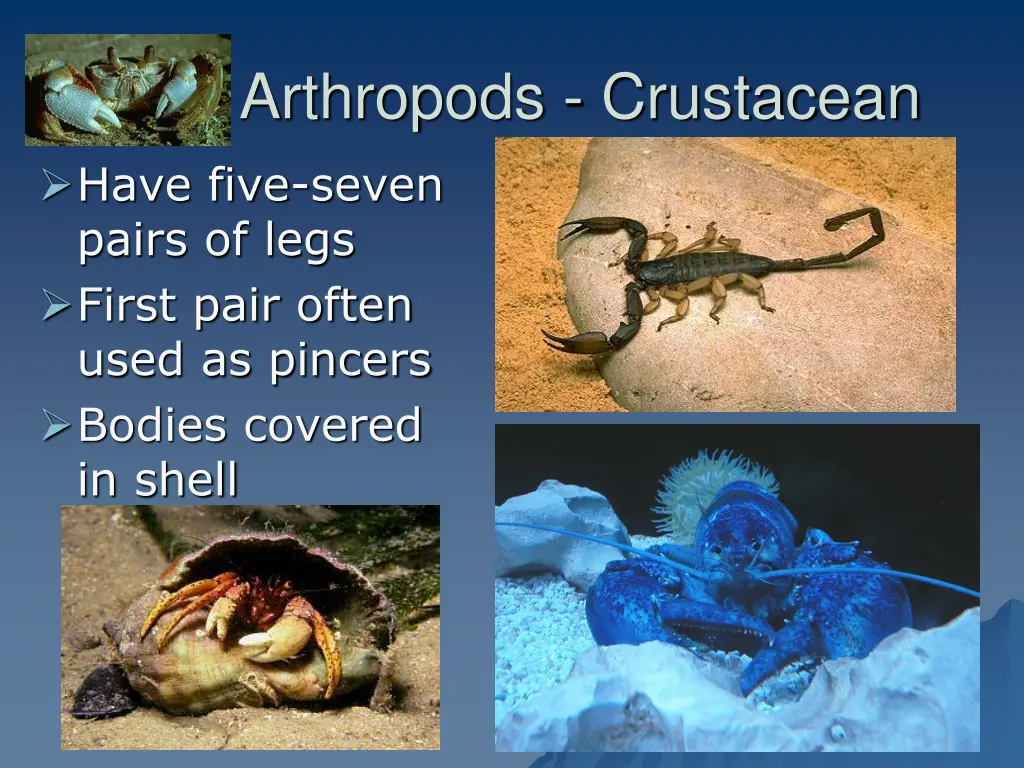 arthropods crustacean have five seven pairs