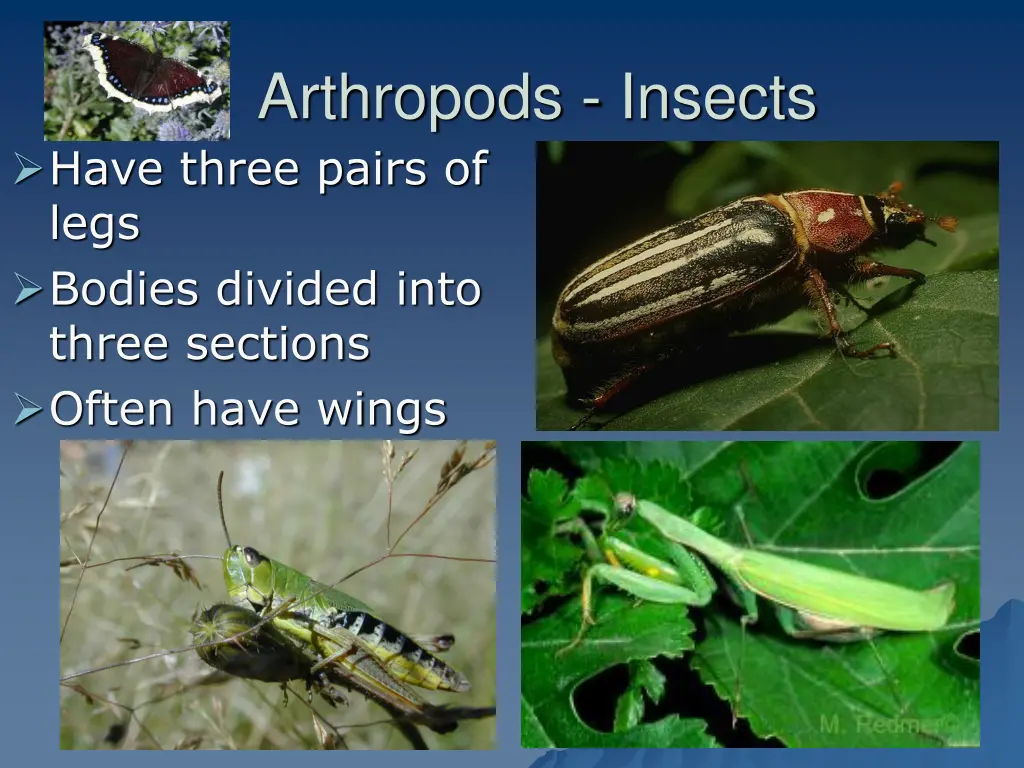 arthropods insects have three pairs of legs