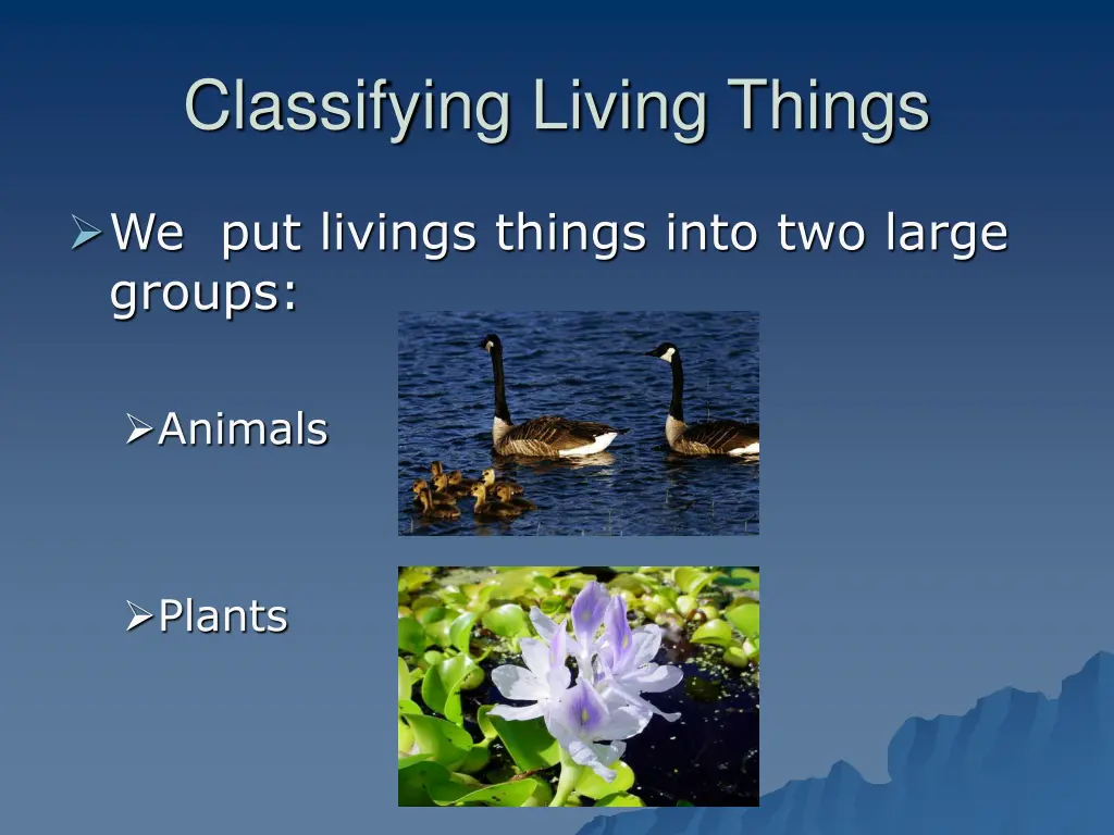 classifying living things