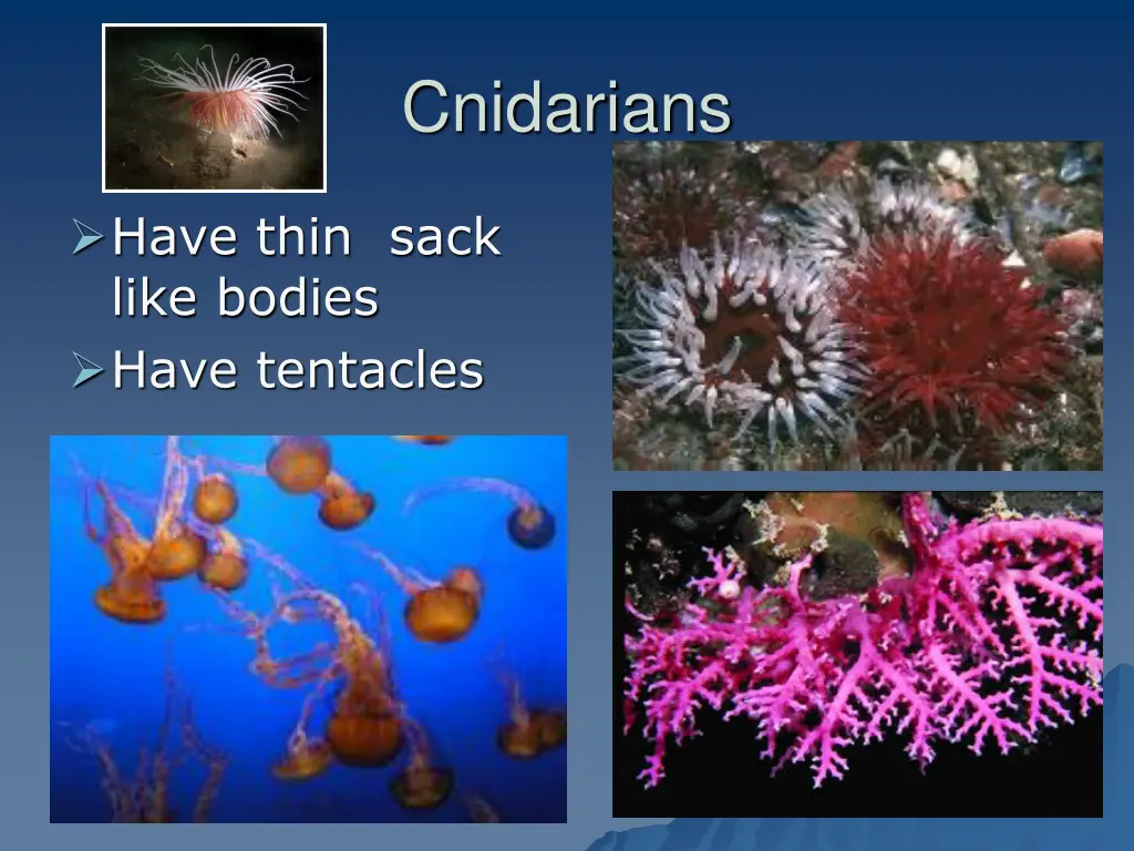 cnidarians