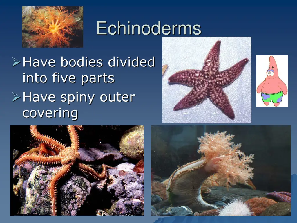 echinoderms