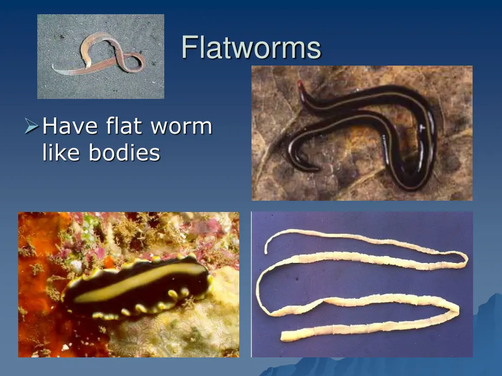 flatworms