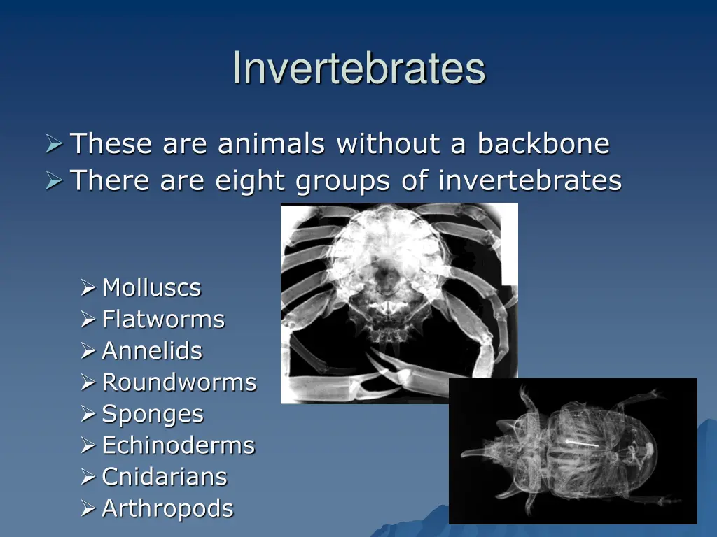 invertebrates