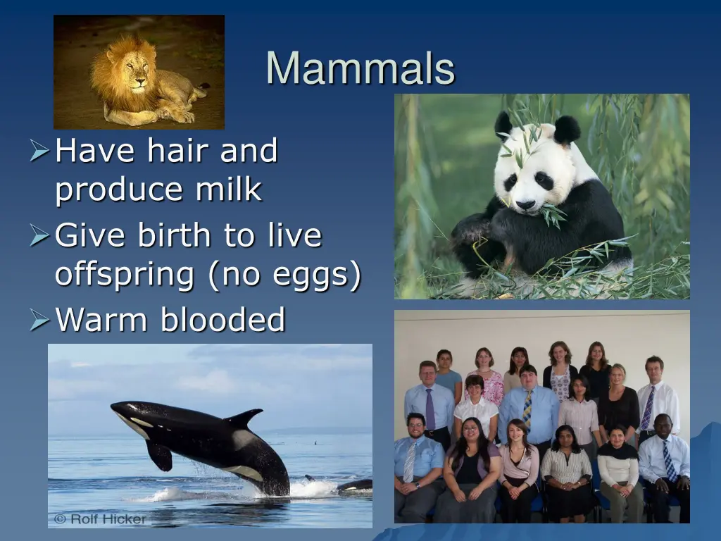 mammals