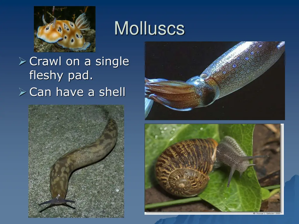 molluscs