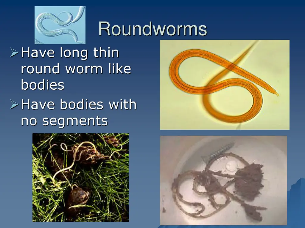 roundworms