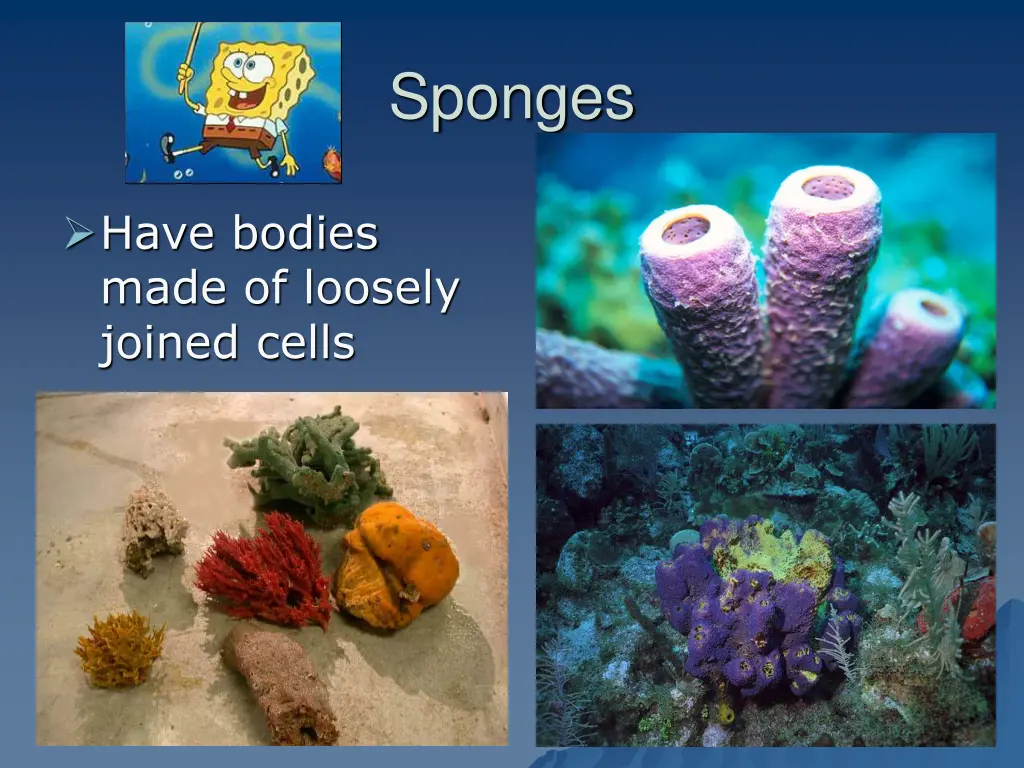 sponges