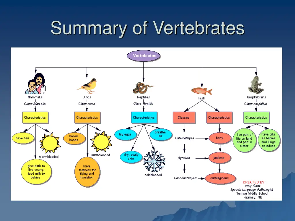 summary of vertebrates