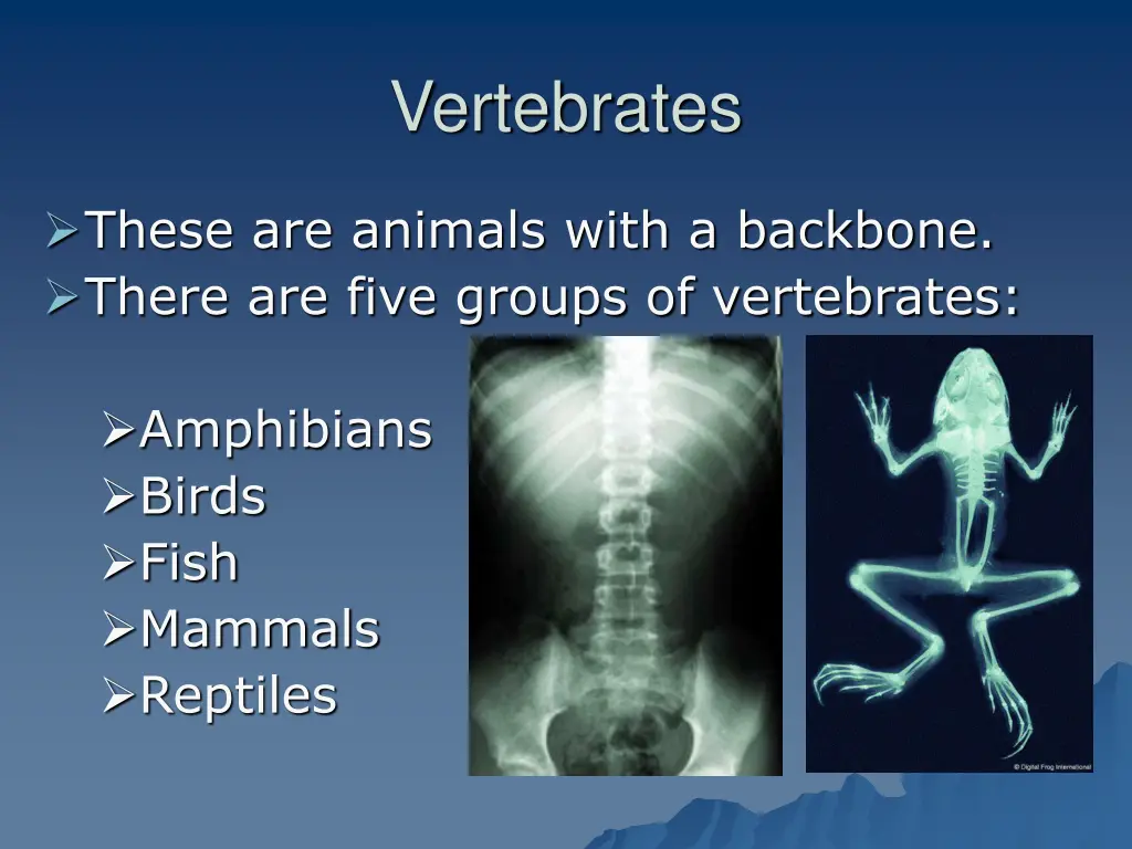 vertebrates