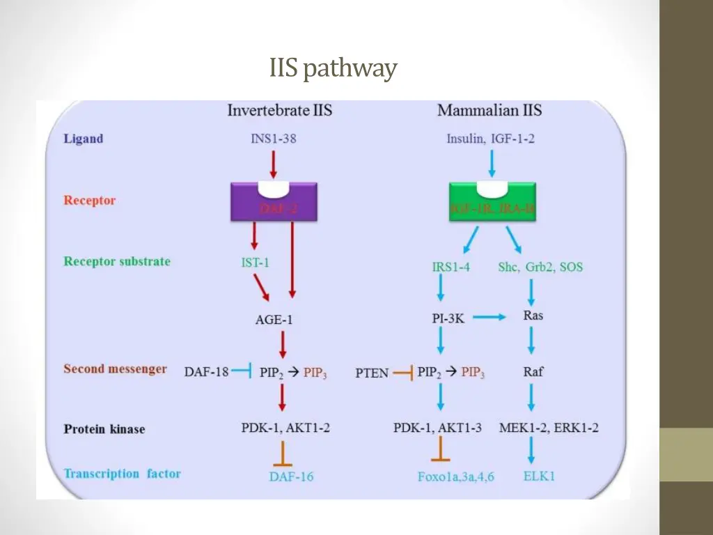 iis pathway 1