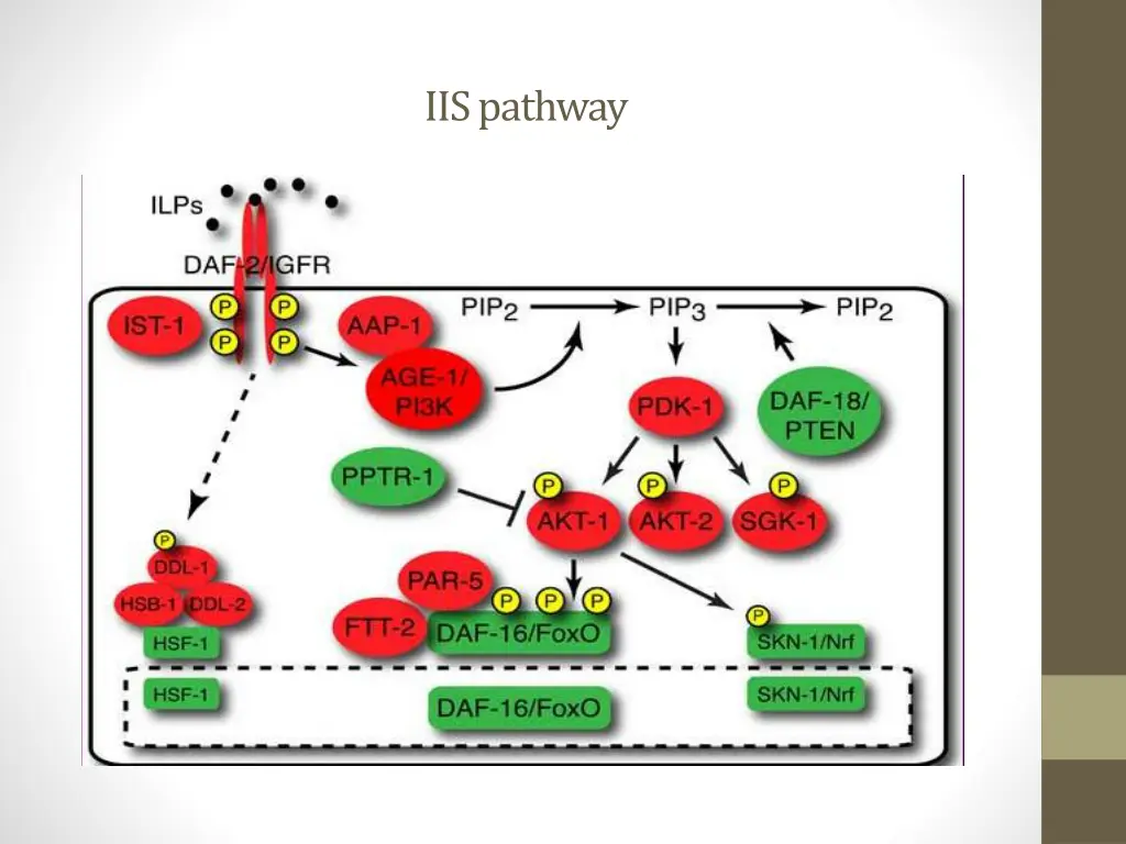 iis pathway