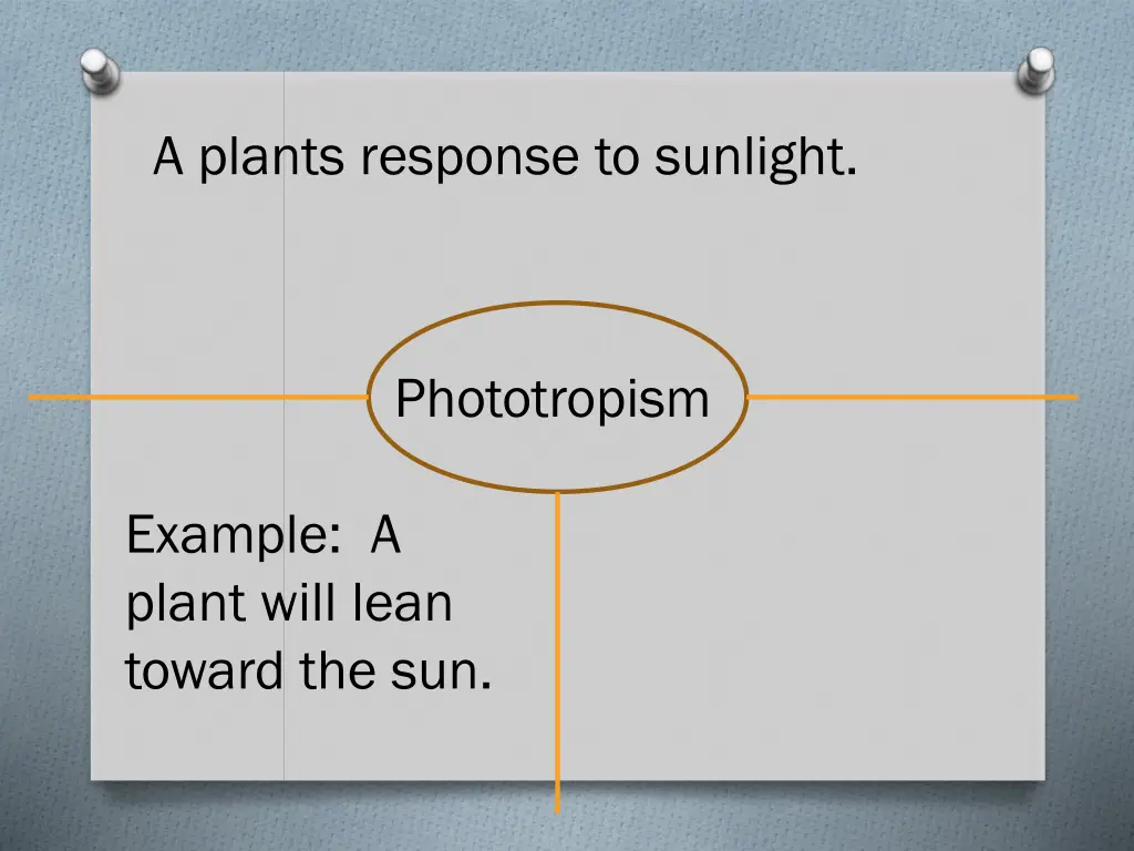 a plants response to sunlight