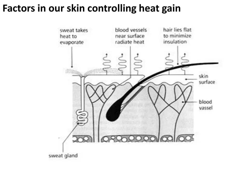 factors in our skin controlling heat gain