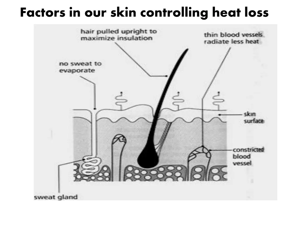 factors in our skin controlling heat loss