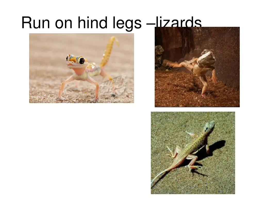 run on hind legs lizards