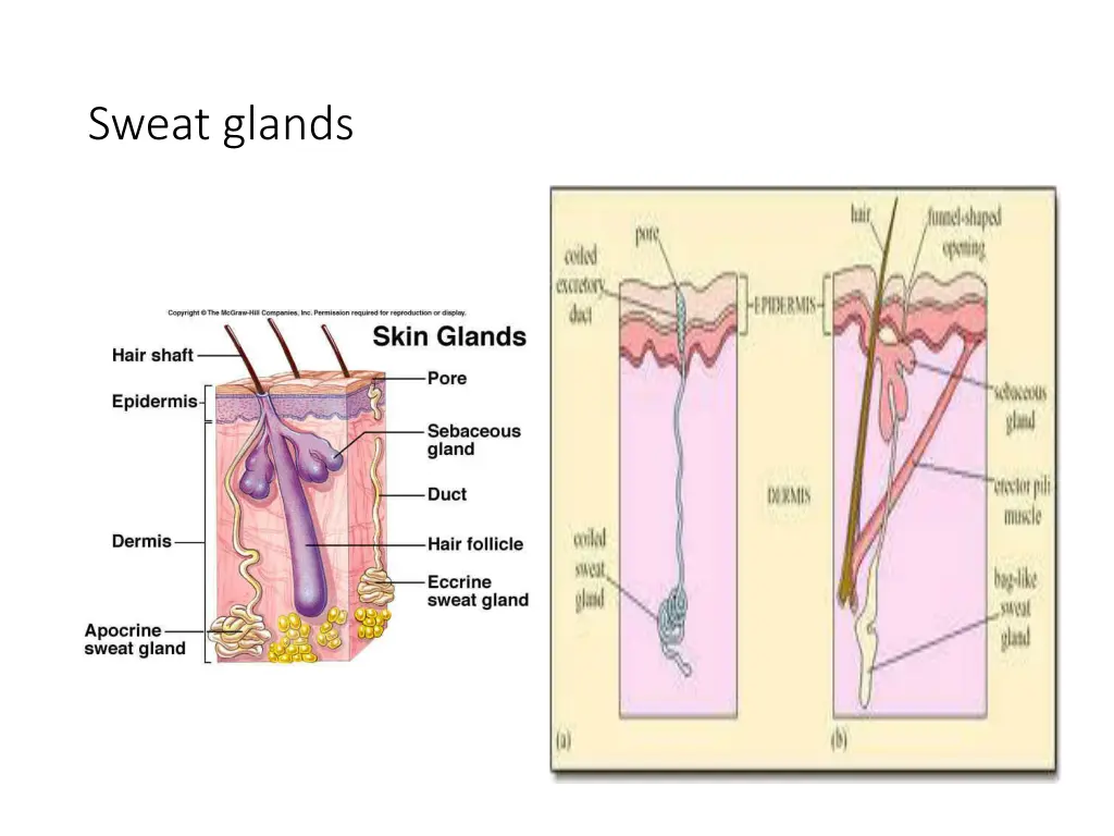 sweat glands