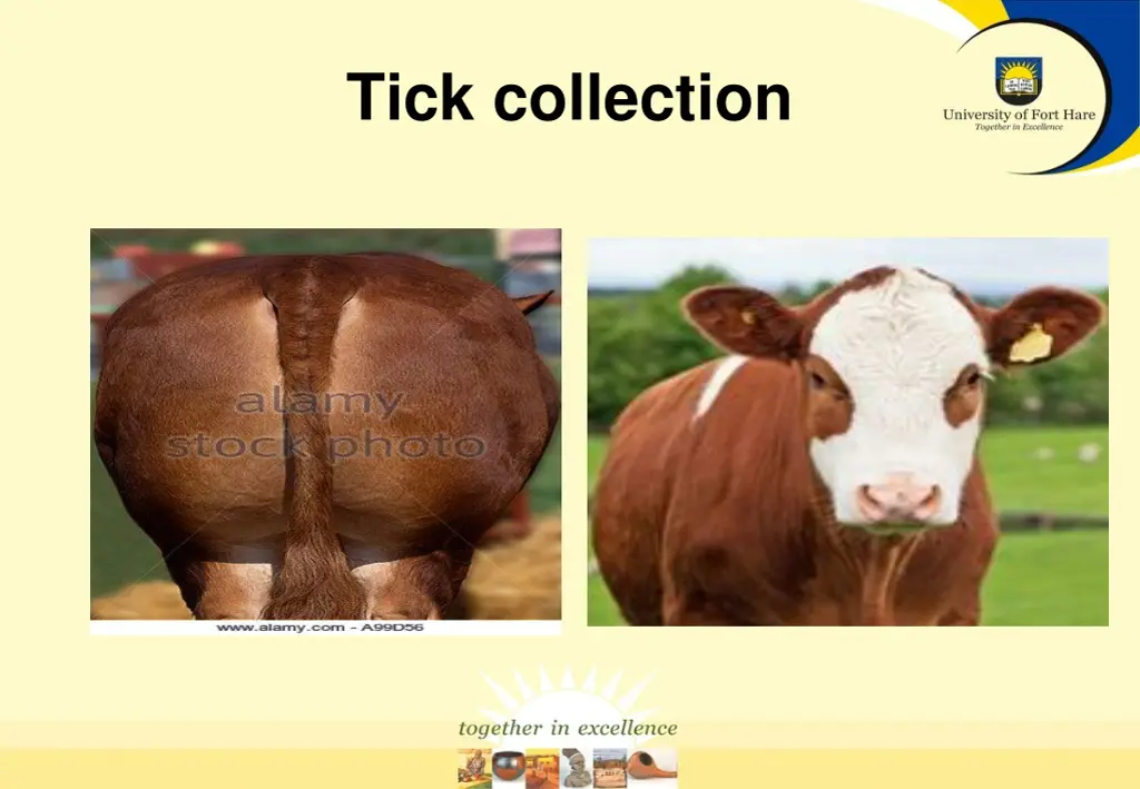 tick collection