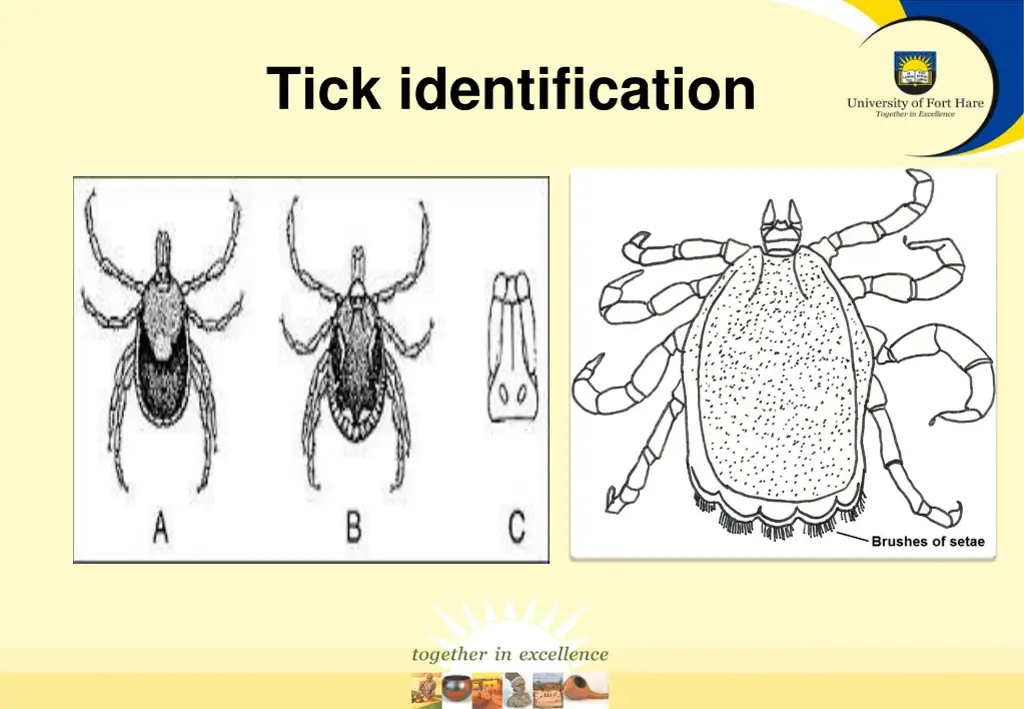 tick identification