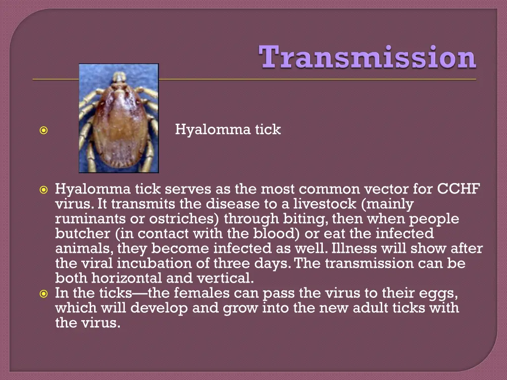 hyalomma tick